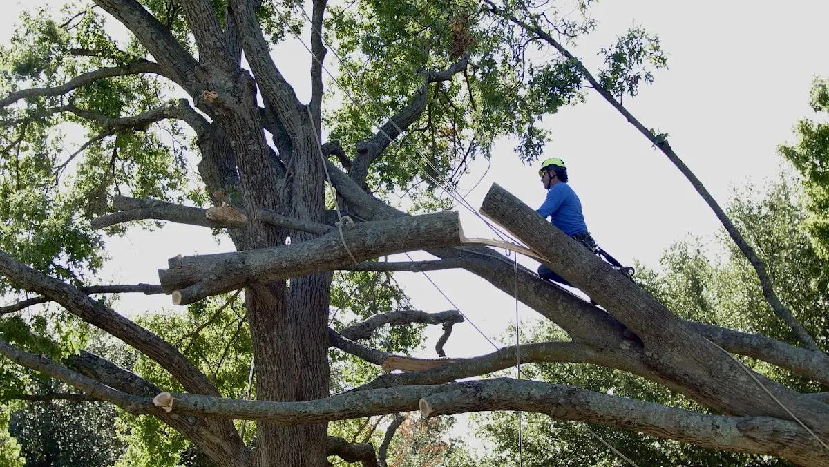 Professional Crown Thinning performed by certified arborists in Hiddenite