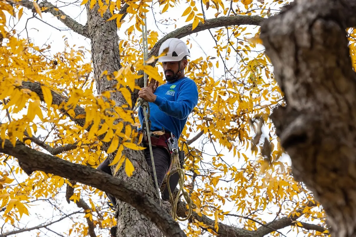 Skilled Dead Tree Removal crew working in Hiddenite